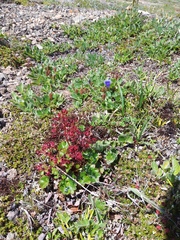 Micranthes purpurascens