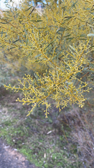 Acacia decora