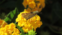 Hylephila phyleus