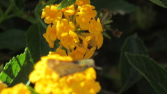 Hylephila phyleus