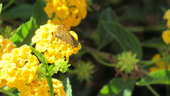 Hylephila phyleus