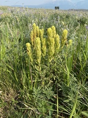 Castilleja lutescens
