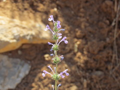 Nepeta cilicia
