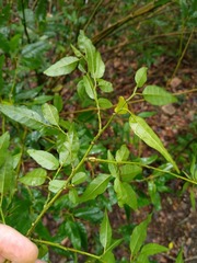 Monococcus echinophorus