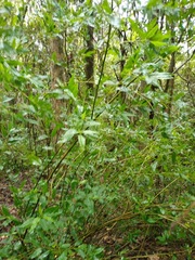 Monococcus echinophorus