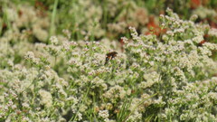 Sphex ichneumoneus