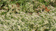 Sphex ichneumoneus