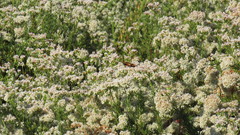 Sphex ichneumoneus