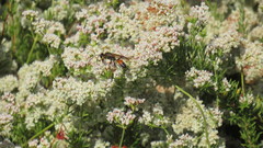 Sphex ichneumoneus