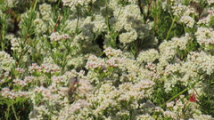 Sphex ichneumoneus