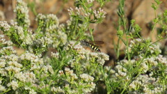 Aculeata