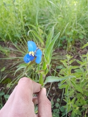 Commelina tuberosa