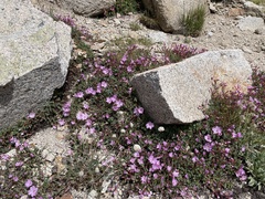 Epilobium obcordatum