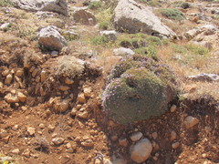 Acantholimon libanoticum