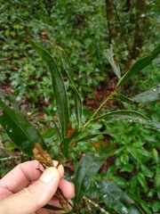 Acacia fasciculifera