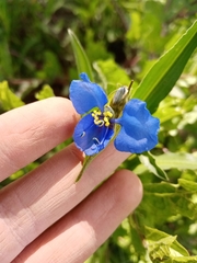 Commelina tuberosa