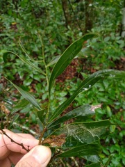 Acacia fasciculifera