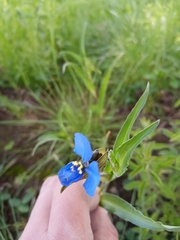 Commelina tuberosa