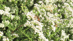 Sphex ichneumoneus