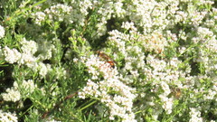 Sphex ichneumoneus