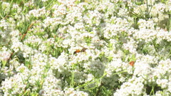 Sphex ichneumoneus