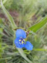 Commelina tuberosa