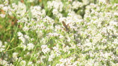 Sphex ichneumoneus