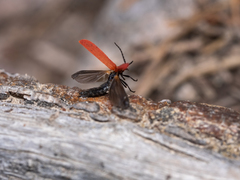 Dictyoptera