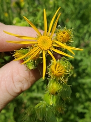 Senecio clarkianus