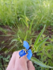 Commelina tuberosa