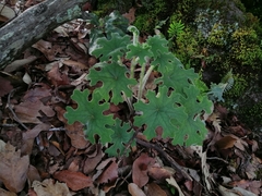 Psacalium laxiflorum