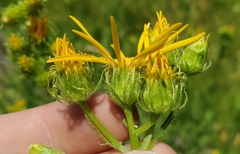 Senecio clarkianus
