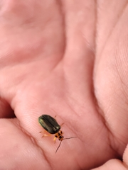 Xanthogaleruca aenescens