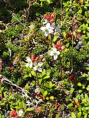 Bryanthus gmelinii