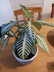 Aphelandra squarrosa