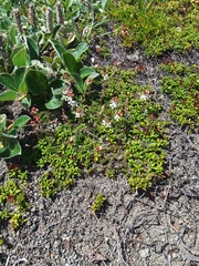 Bryanthus gmelinii