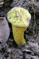 Pulveroboletus