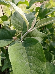 Buddleja cordata