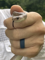 Coluber constrictor etheridgei