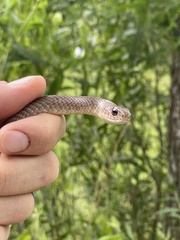Coluber constrictor etheridgei