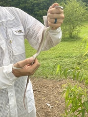 Coluber constrictor etheridgei