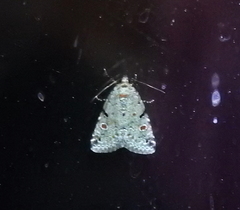 Maliattha concinnimacula