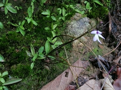 Pinguicula parvifolia