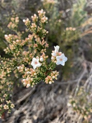 Epacris rigida