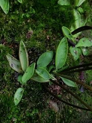 Pinguicula parvifolia