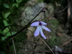 Pinguicula parvifolia