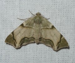 Achrosis incitata