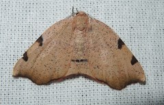 Achrosis