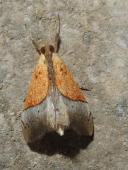 Agrotera scissalis