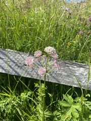 Astrantia major